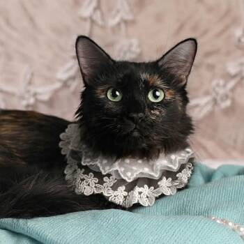 Rescue Domestic Medium Hair and Domestic Short Hair Cats for Adoption in St. George, Utah - Calypso | PetCurious
