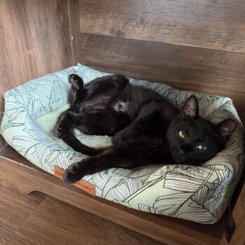 Bagheera -  Domestic Short Hair Cat Available for Adoption in Bellmawr, New Jersey - Bagheera | PetCurious