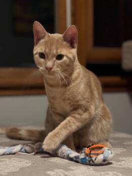 Rescue Domestic Short Hair Cats for Adoption in Port Barrington, Illinois - Anjani | PetCurious