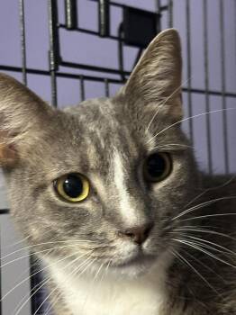 Domestic Short Hair Cats Available for Adoption - JaMicheal | PetCurious