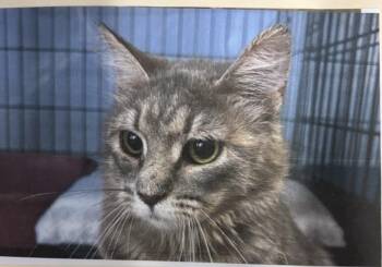 Domestic Short Hair Cats Available for Adoption - River | PetCurious