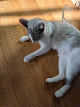 Spaetzel -  Domestic Short Hair Cat for Adoption in Wheaton, Illinois - Spaetzel | PetCurious