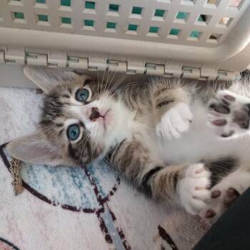 Cadbury -  Domestic Short Hair Cat for Adoption in Roswell, Georgia - Cadbury | PetCurious