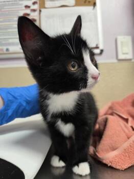 Jordane -  Domestic Short Hair Cat for Adoption in Vancouver, Washington - Jordane | PetCurious