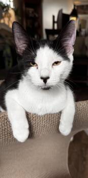 Rescue Tuxedo Cats for Adoption in Cleveland, Ohio - Marco & Polo | PetCurious