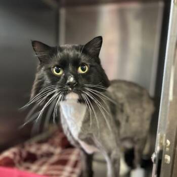 Domestic Long Hair Cats Available for Adoption - Mimi Siku | PetCurious