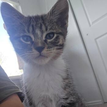 Neko Tiner -  Domestic Short Hair Cat for Adoption in Eagle Mountain, Utah - Neko Tiner | PetCurious