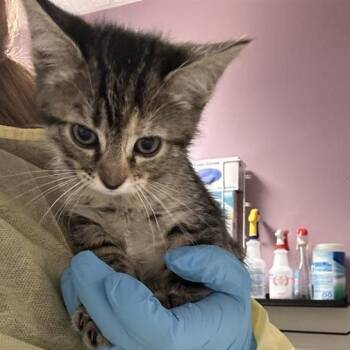 Libra -  Domestic Short Hair Cat for Adoption in Salt Lake City, Utah - Libra | PetCurious