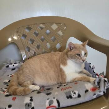 Firecracker -  Domestic Short Hair Cat for Adoption in Lincoln, Illinois - Firecracker | PetCurious