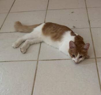 Frederick -  Domestic Short Hair Cat for Adoption in Phoenix, Arizona - Frederick | PetCurious