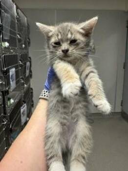Domestic Short Hair Cats Available for Adoption in Doral, Florida - BIBI | PetCurious