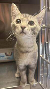 Chowder -  Domestic Short Hair Cat for Adoption in Eugene, Oregon - Chowder | PetCurious