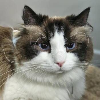 Indigo -  Domestic Long Hair Cat for Adoption in Lakewood, Colorado - Indigo | PetCurious