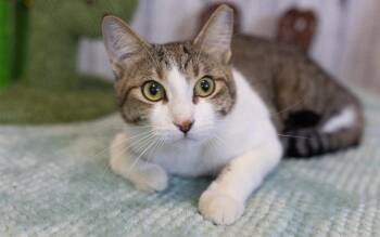 Domestic Short Hair Cats Available for Adoption in Roanoke, Texas - Bernard | PetCurious