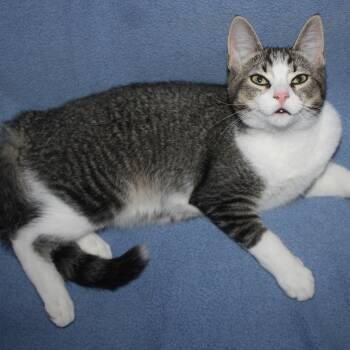 Clayton -  Domestic Short Hair Cat for Adoption in Fair Haven, Vermont - Clayton | PetCurious