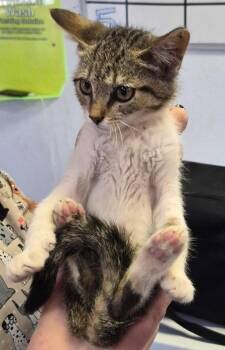 Ash -  Domestic Short Hair Cat for Adoption in Moriarty, New Mexico - Ash | PetCurious