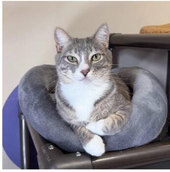 Phineus -  Domestic Short Hair Cat for Adoption in Boca Raton, Florida - Phineus | PetCurious