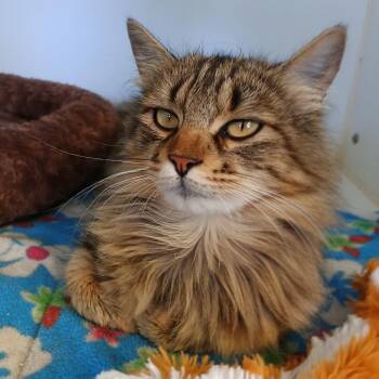 Gumdrop -  Domestic Long Hair Cat for Adoption in Grass Valley, California - Gumdrop | PetCurious