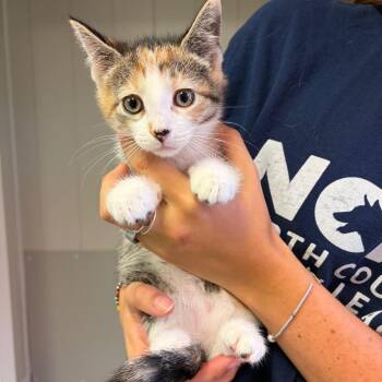 RV -  Domestic Short Hair Cat for Adoption in Morristown, Vermont - RV | PetCurious