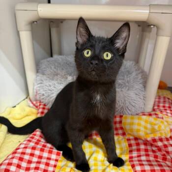 Spartan -  Domestic Short Hair Cat for Adoption in Puslinch, Ontario - Spartan | PetCurious