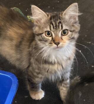 Maple Syrup -  Domestic Long Hair and Maine Coon Cat for Adoption in Red Bank, New Jersey - Maple Syrup | PetCurious