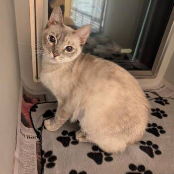 Addison -  Siamese Cat for Adoption in Rowlett, Texas - Addison | PetCurious