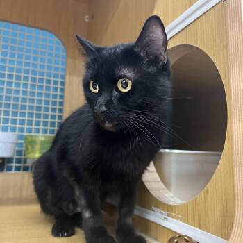 Poppy -  Domestic Short Hair Cat for Adoption in Manhattan, Kansas - Poppy | PetCurious
