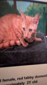 Chedda -  Domestic Short Hair Cat for Adoption in Parker, Colorado - Chedda | PetCurious