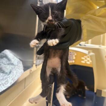 Lettuce (Green) -  Domestic Short Hair Cat for Adoption in Winston-salem, North Carolina - Lettuce (Green) | PetCurious