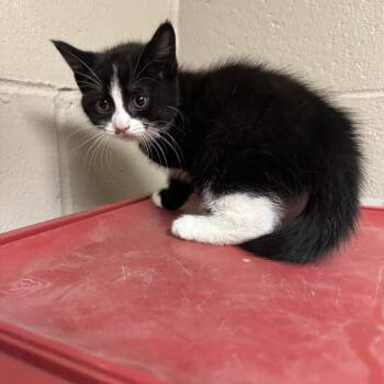 Alexandrite -  Domestic Short Hair Cat for Adoption in South Haven, Michigan - Alexandrite | PetCurious