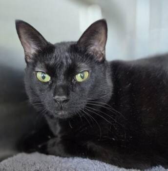 Sadie -  Domestic Short Hair Cat for Adoption in Westland, Michigan - Sadie | PetCurious