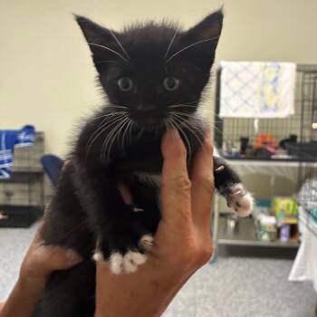 Mali -  Domestic Short Hair Cat for Adoption in Bronson, Florida - Mali | PetCurious