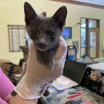 Macintosh -  Domestic Short Hair Cat for Adoption in Lynchburg, Virginia - Macintosh | PetCurious