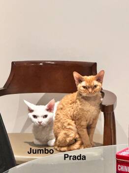 Rescue Devon Rex Cats for Adoption in Markham, Ontario - Prada | PetCurious