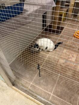 Jack -  Domestic Short Hair Cat for Adoption in Saint James City, Florida - Jack | PetCurious