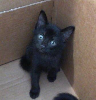 Rescue Domestic Short Hair Cats for Adoption in Dallas, Texas - TIMON | PetCurious