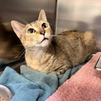 Domestic Short Hair Cats Available for Adoption in Saint Charles, Missouri - Coral Bell | PetCurious