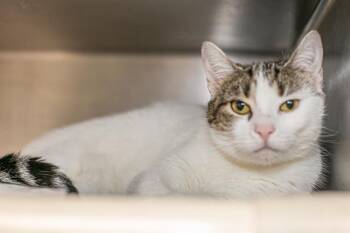 Domestic Medium Hair Cats Available for Adoption in Charlotte, North Carolina - A1262628 | PetCurious