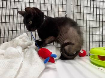 Domestic Short Hair Cats Available for Adoption - Dobby | PetCurious