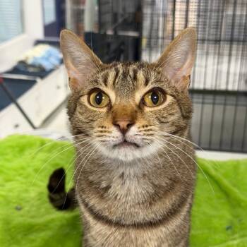 Domestic Short Hair Cats Available for Adoption in Hampton Bays, New York - Leo | PetCurious