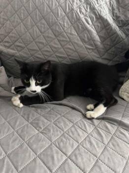 Rescue Tuxedo Cats for Adoption in Miami, Florida - Quinara | PetCurious
