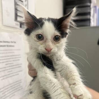 Serendipity -  Domestic Long Hair Cat for Adoption in Charleston, West Virginia - Serendipity | PetCurious