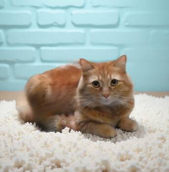 Domestic Medium Hair Cats Available for Adoption in Pasadena, California - GARFIELD | PetCurious