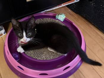 Rescue Domestic Short Hair and Tuxedo Cats for Adoption in Greensboro, Georgia - Bobbin - Athens, GA | PetCurious