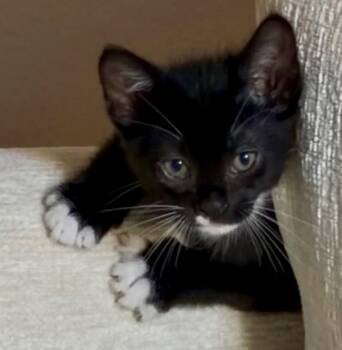 Ollie -  Tuxedo and Domestic Short Hair Cat for Adoption in Phoenix, Arizona - Ollie | PetCurious
