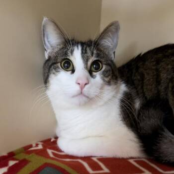 Toby -  Domestic Short Hair and Mixed Breed Cat for Adoption in Dekalb, Illinois - Toby | PetCurious