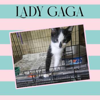 Rescue Domestic Short Hair Cats for Adoption in Monticello, Indiana - Lady Gaga | PetCurious
