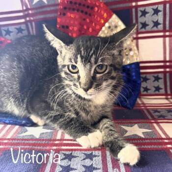 Victoria -  Domestic Short Hair Cat for Adoption in Titusville, Florida - Victoria | PetCurious