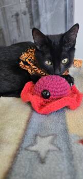 Rescue Domestic Short Hair Cats for Adoption in Houston, Texas - Rose Grape | PetCurious