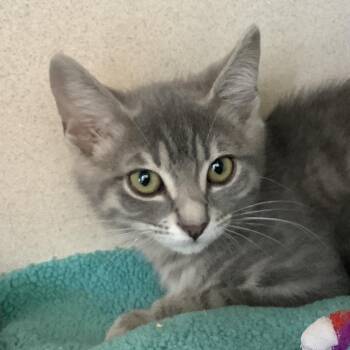 Samara -  Domestic Short Hair Cat for Adoption in Redwood City, California - Samara | PetCurious